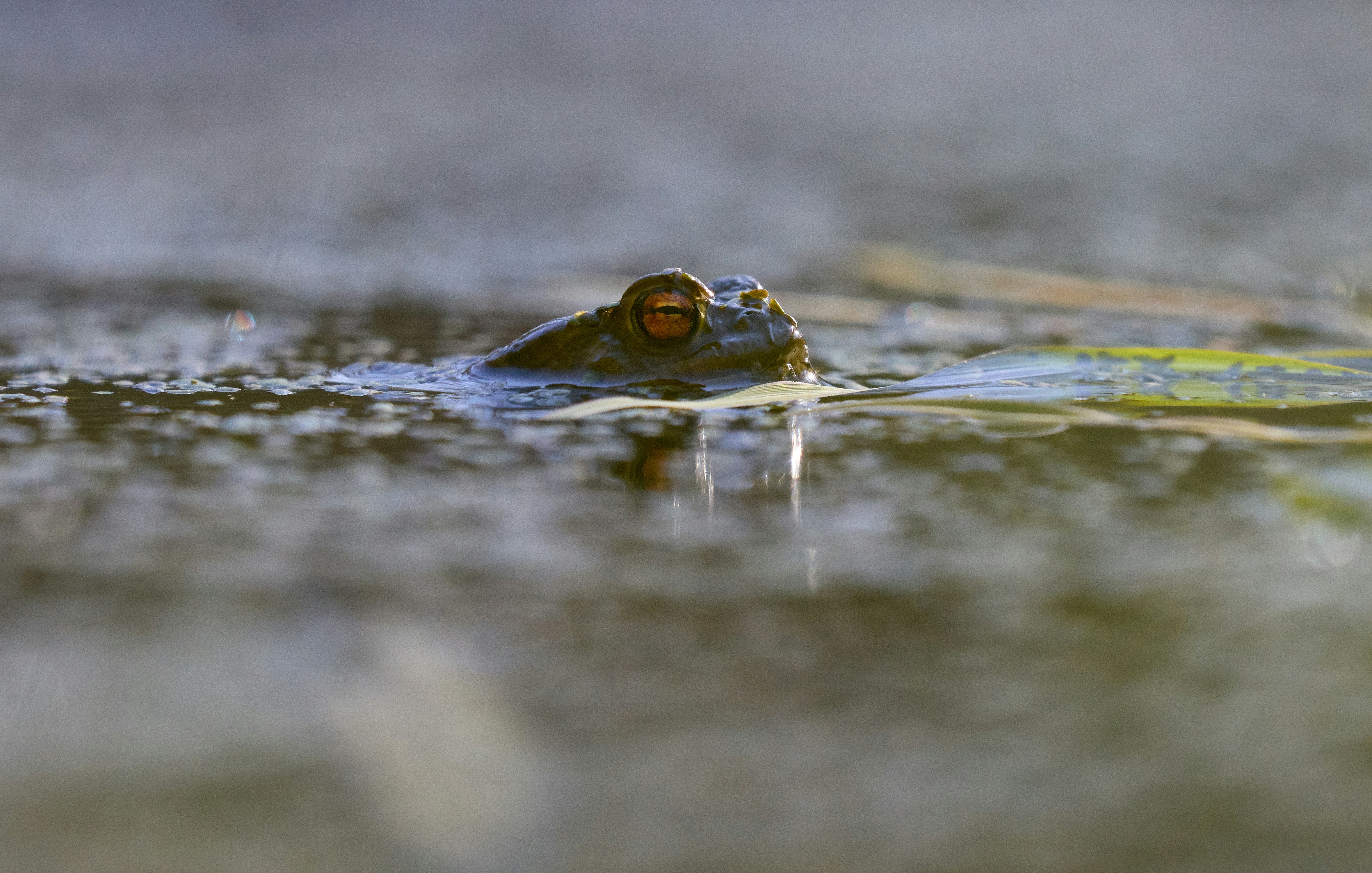 green frog on green grass